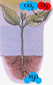 The plant takes in carbon dioxide from the air though pores in its leaves and absorbs water through its roots. Photosynthesis