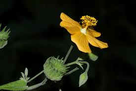 Image result for Abutilon lauraster