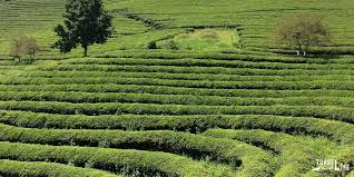 With lovely lush greenery around, conoor would be your best bet to start with. Boseong Green Tea Plantation And Yulpo Beach South Korea Travel Guide