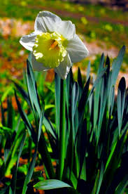 Together the two sets of associations suggest death followed by heavenly rebirth, which may be one reason for the tradition of placing or planting flowers on graves. Narcissus Narcise Narcissus Flower Name Given After A Gr Flickr