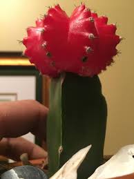 * place the patch on your chosen location * cover with a piece of thin cloth * with an iron on a hot cotton setting (without steam) apply a. Can Anyone Tell Me If These Black Spots Where The Stickers Should Be Is Okay Or Whats Happening Cactus