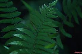 Image result for Arthropteris orientalis
