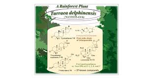 Image result for Turraea holstii