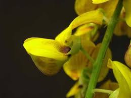 Image result for Crotalaria trichotoma