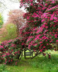 Azalee Or Rhododendron Beautiful Gardens Garden Flower Beds Flowering Trees