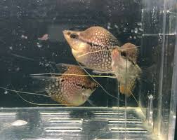Short Body Pearl Gourami Fish Tropical Fish Fish Pet