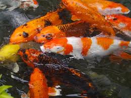 Tetapi tenang anda jangan khawatir ikan. Rekomendasi Makanan Ikan Koi Untuk Warna Dan Agar Cepat Besar Ragam Jenis Ikan