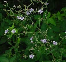 Image result for Lactuca glandulifera