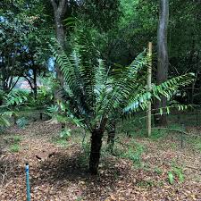 Image result for Tinnea zambesiaca