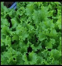 Image result for Lettuce Green 1983 Hussmann