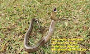 (botany, zoology, new latin) of a species, having a range including brazil. Gomesophis Brasiliensis The Reptile Database