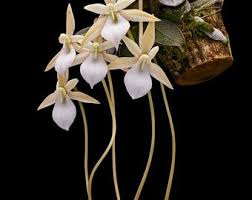 Image result for Aerangis appendiculata