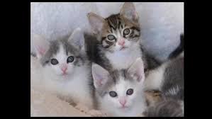 Enter your email address to receive alerts when we have new listings available for persian kittens for adoption. Adopt A Kitten Online During The Pandemic At Kitten Palooza Kgw Com