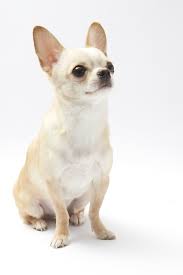 Black And Tan Long Haired Chihuahua For Sale Black And Tan Cream Long Coated Chihuahua Isolated Over White Background Chihuahua Dogs Chihuahua Chihuahua Puppies