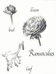 Allison K Walker Art Illustration Ranunculus Walker Art Ranunculus Flower Sketches