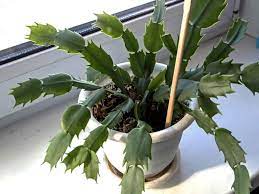 Christmas cacti bloom just in time for the holidays (hence their name), and they're pretty stunning too. Rotten Christmas Cactus Roots How To Fix Holiday Cactus With Root Rot