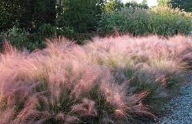 Herb silhouette on white background, vector illustration. Pink Grasses 10 Ideas For Muhlenbergia In A Landscape Gardenista