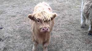 At this time, in inverness, the breed standard was discussed and set (including those bangs) and has remained unchanged ever since. Miniature Scottish Highland Cows Youtube