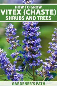 We love the yellow flowering magnolias for small yards. How To Grow Vitex Chaste Flowering Shrubs And Trees Gardener S Path