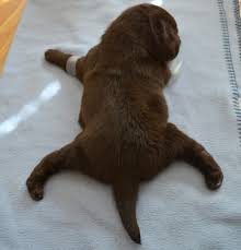 Swimmer Puppy Syndrome