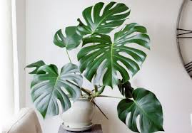 Tanaman hias berjenis anthurium adalah salah satu jenis tanaman hias daun yang sempat menurun popularitasnya dan populer kembali selama beberapa waktu terakhir. Tanaman Hias Indoor Terpopuler Di Instagram Lamudi