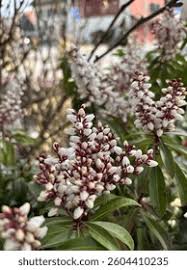 Image result for Pieris japonský bonfire obrázek