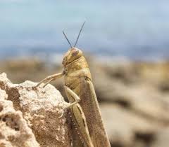 They are among what is probably the most ancient living group of chewing herbivorous insects, dating back to the early triassic around 250 million years ago. Fay3 ØµÙˆØ± Ù„Ù€ Ø¥Ø³Ø¨Ø§Ù†ÙŠØ§ Ù„Ø§ ÙÙ‚Ø§Ø±ÙŠ Ø§Ù„Ø¬Ø±Ø§Ø¯ Ø­Ø´Ø±Ø© Ø¬Ø±Ø§Ø¯ Ø´Ø§Ø·Ø¦ Ø¨Ø­Ø±