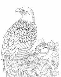 Free Printable Bald Eagle Coloring Pages For Kids Animal Coloring Pages Bird Coloring Pages Coloring Pictures