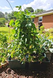 The plants should initially be wound around the string and from then they should grow up the string and across to the tall crosspiece. Growing Green Beans Bush Beans Vs Pole Beans