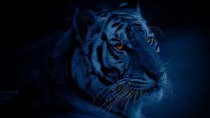 images?q=tbn:ANd9GcTgW1_bDWnYOnhOTCxI8CY