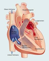 Es können auch grippeähnliche symptome wie fieber, abgeschlagenheit und gelenkschmerzen hinzukommen. Herzmuskelentzundung Myokarditis Anatomie Lernen Herz Kreislauf System Anatomie Und Physiologie