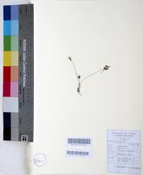 Image result for Pycreus mundtii