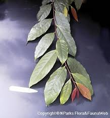 Image result for Maranthes