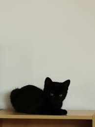 This helped me to guess that my cat is around ten years old by. Ebony 13 Weeks Old Ebony The Oriental Kitten Facebook