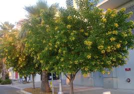 Image result for Cassia thyrsoidea