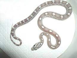 Caramel Ghost Motley Corn Snake Corn Snake Snake Snake Lovers