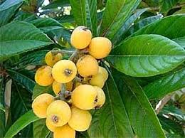 It is also called vitamin b17, however this name is systematically incorrect. Loquat Eriobotrya Japonica Amygdalin Vitamin B17 Laetrile Japanese Plum Tree Loquat Tree Japanese Plum