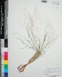 Image result for Sporobolus tenuissimus