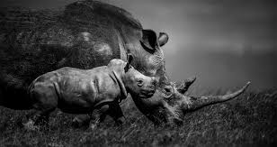 Black And White Animal Photography F O Fabforgottennobility Youneedone2 By Laurent Baheux African Wildlife African Wildlife Photography Africa Wildlife Photography