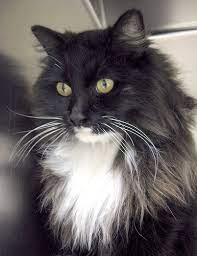 In germany, the locals believe that a black cat brings good luck if it crosses your path. Long Haired Tuxedo Cat Breed Google Search Cat Breeds Beautiful Cats Cats