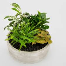 Plants go far beyond simple aesthetics. Medium Indoor Plant Bowl Midnight Garden