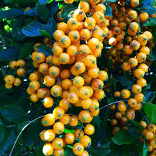 Vincent Dijoux On Instagram Fruit Du Duranta Lareunion Instagreen Team974 Fruit Instagram Instagram Posts