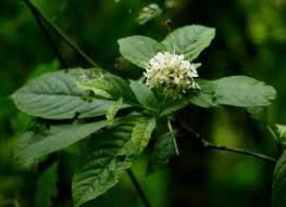 Image result for Xymalos monospora
