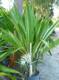 Image result for Crinum aurantiacum