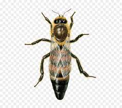الغربية عسل النحل النحل ملكة النحل صورة بابوا نيو غينيا bee animals insects