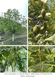 Image result for Carya illinoinensis