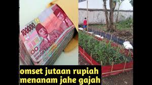 Syarat pertumpuhan perlu diperhatikan saay menanam jahe. Cara Menanam Jahe Yang Benar Agar Hasil Melimpah Youtube