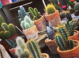 A wide variety of colorful grafted cactus options are available to you, such as climate, use, and variety. Colourful Cacti Welland Vale Garden Inspirations Uppingham