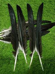 It is the largest and most powerful raptor found throughout its range, and among the largest extant species of eagles in the world. Wholesale Perfect 10pcs High Quality Scare Natural Harpy Eagle Feather 55 65cm 22 26inch Decorative Diy Collect Eagle Feathers Natural Eagle Feathersdecorative Feathers Aliexpress