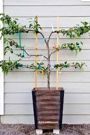 Unlike an open canopy tree, penhallegon said, an espalier must be pruned several times during the growing season in order to keep in control. 6 In 1 Espalier Apple Tree In A Container Roti N Rice